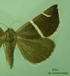 8764 moth image