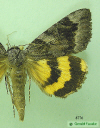 8776 moth image