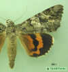 8801 moth image