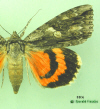 8806 moth image