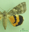 8822 moth image
