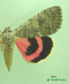 8833 moth image
