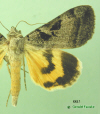 8843 moth image