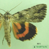 8851 moth image