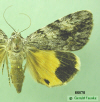 8878 moth image