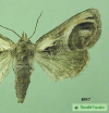 8957 moth image