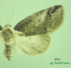 8970 moth image
