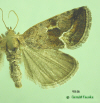 9046 moth image