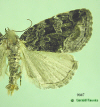 9047 moth image