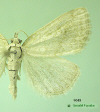 9048 moth image