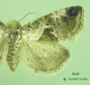 9049 moth image