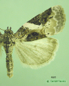 9053 moth image