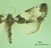 9062 moth image
