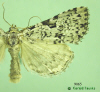 9065 moth image