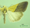 9085 moth image