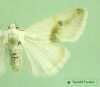 9089 moth image