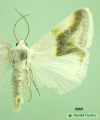 9089a moth image