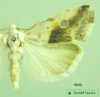 9090 moth image