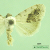 9095 moth image