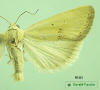 9101 moth image