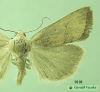 9101a moth image