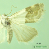 9109 moth image
