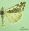 9112 moth image
