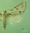 9205 moth image