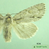 9236 moth image