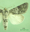 9258 moth image