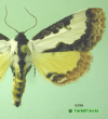 9299 moth image