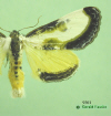 9301 moth image