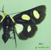 9314 moth image