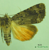 9638 moth image