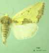 9785 moth image