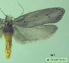987 moth image