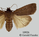 W-marked cutworm moth, Spaelotis clandestina