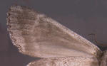 ventral surface of dark noctuinae forewing