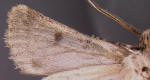 ventral surface of forewing, similar to heliothine coloration