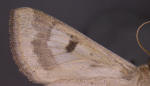 ventral surface of pale heliothine forewing