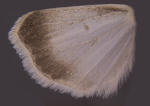 ventral surface of hindwing, similar to heliothine pattern