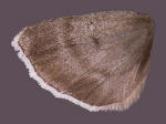 ventral surface of dark hindwing.