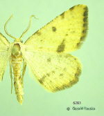 moth image