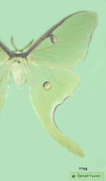 moth image