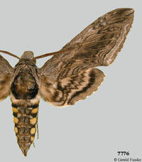 Picture of Manduca quinquemaculatus.