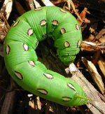 larvae image