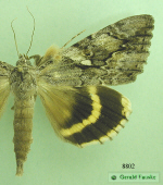 moth image