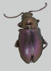 Atica corni, Dogwood flea beetle