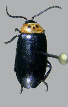 Disonycha triangularis, Three-spotted flea beetle