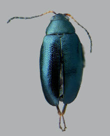 Phyllotreta cruciferae, Crucifer flea beetle
